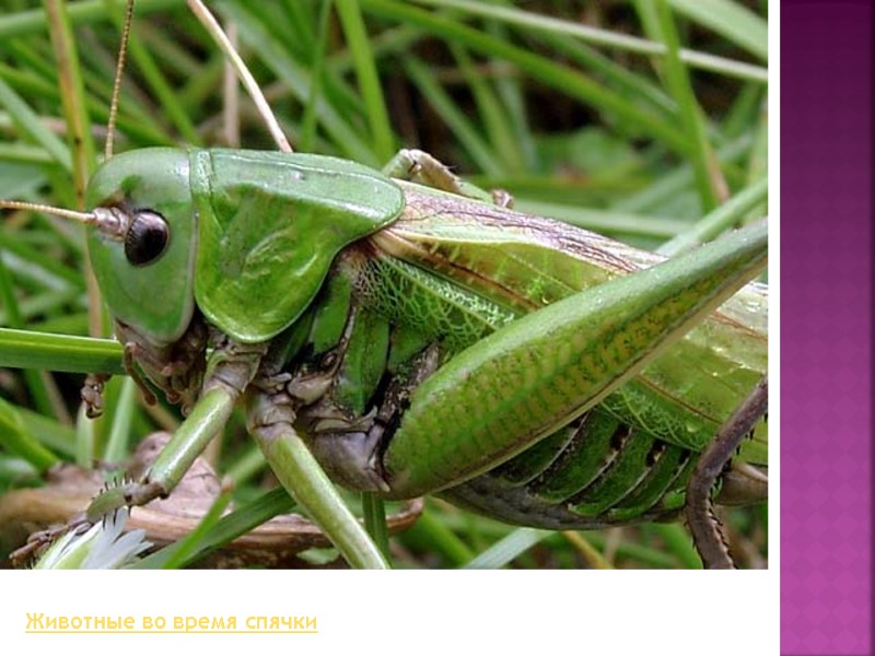 Животные во время спячки